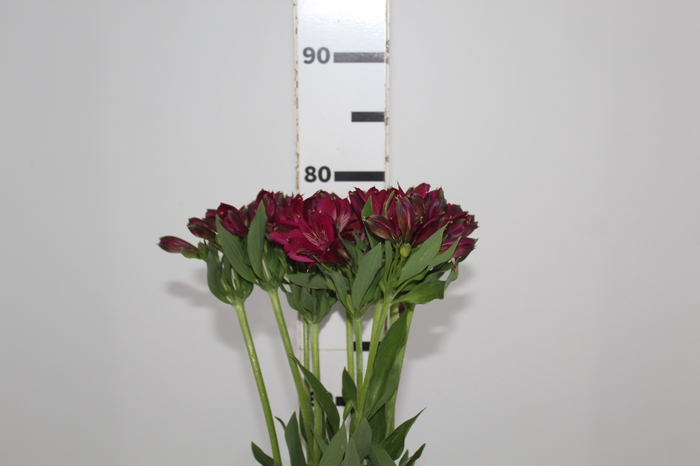 <h4>ALSTROEMERIA NAPOLI 080 CM</h4>