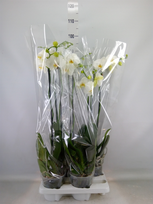<h4>Phalaenopsis   ...white</h4>