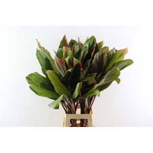 Cordyline Bolero Green