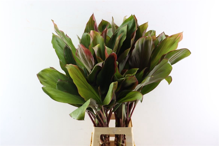 <h4>Cordyline Bolero Green</h4>