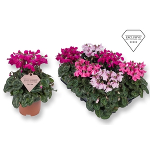 CYCL  PETTICOAT MIX