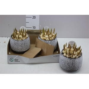 Arr Muscari In Betonpot