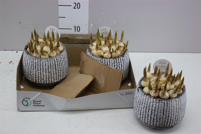 <h4>Arr Muscari In Betonpot</h4>