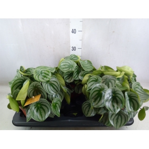 Peperomia argyreia