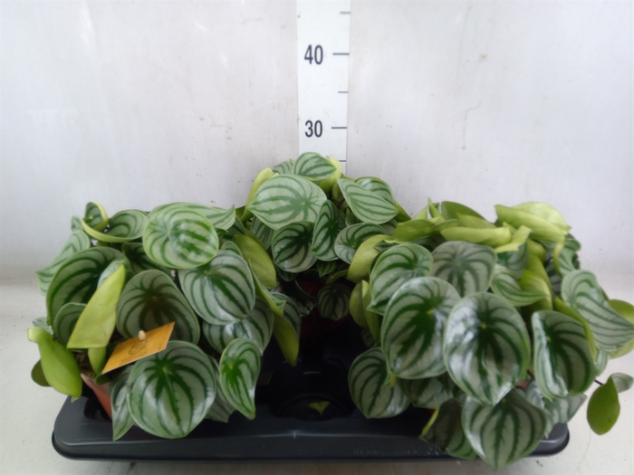 <h4>Peperomia argyreia</h4>