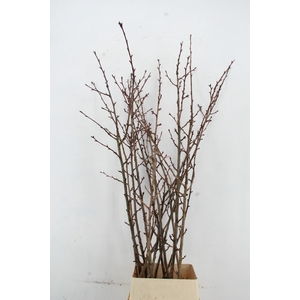 PRUNUS X SERRULATA PER STEM 160CM