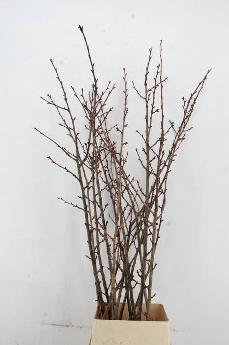 <h4>PRUNUS X SERRULATA PER STEM 160CM</h4>