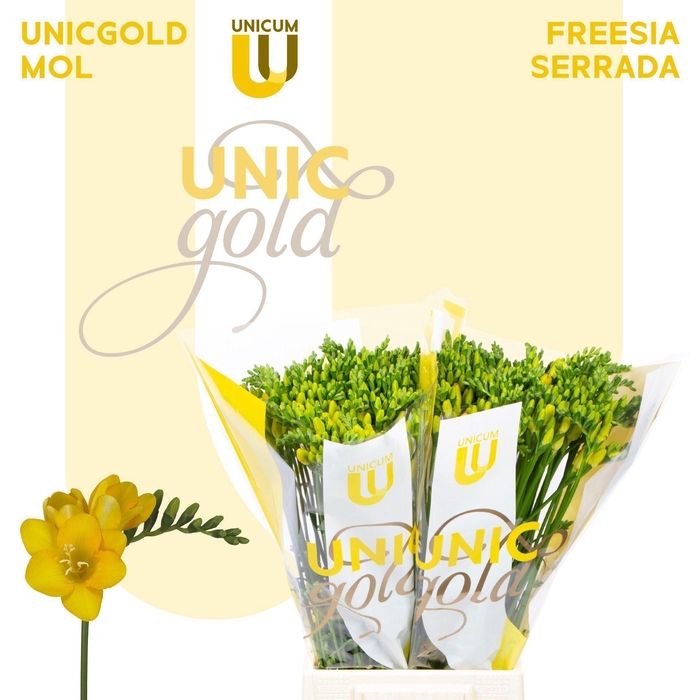 <h4>Freesia EN 'Serrada'</h4>