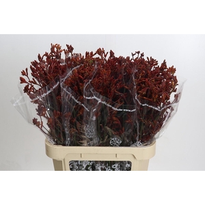 Anigozanthos Skippy Morning Sun