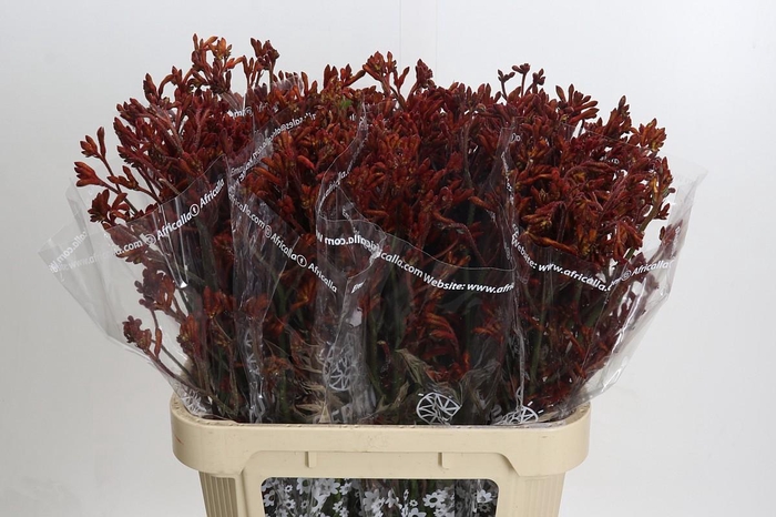 <h4>Anigozanthos Skippy Morning Sun</h4>