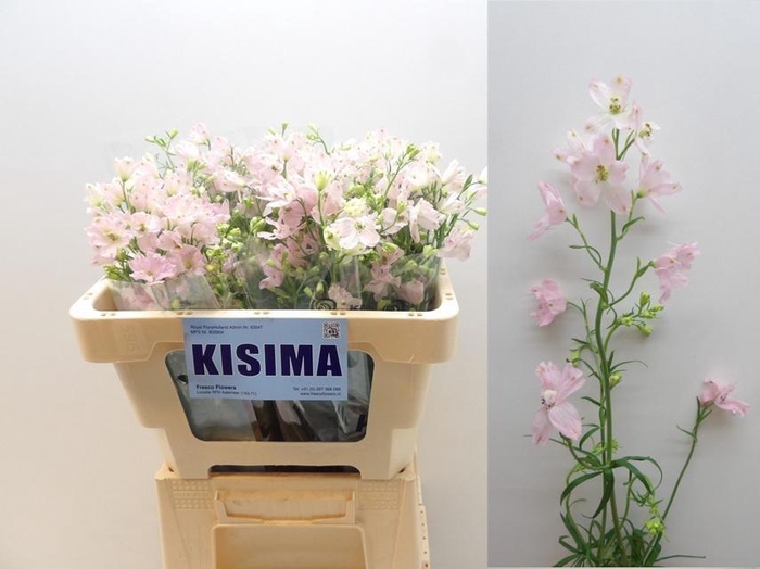 <h4>DELPH EN M SUG PINK</h4>