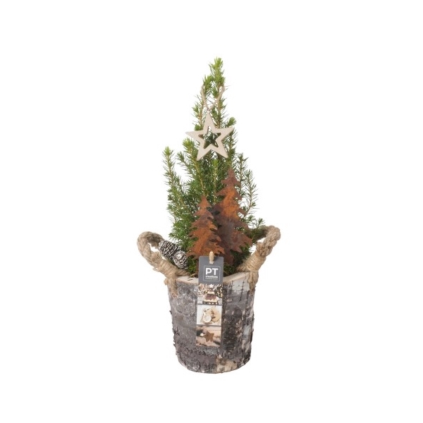 <h4>PTCWW2756 Arrangement Winter in hout pot</h4>