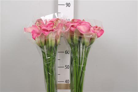 <h4>Zant Capt Romance</h4>