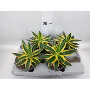 Agave lophantha 'Quadricolor'