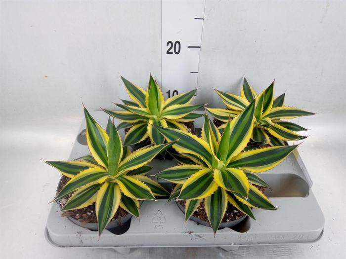 <h4>Agave lophantha 'Quadricolor'</h4>