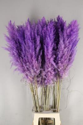 <h4>Df Pampas 115cm Milka</h4>