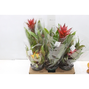 BROMELIA VARIADA P12