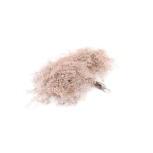 Koraalvaren Champagne