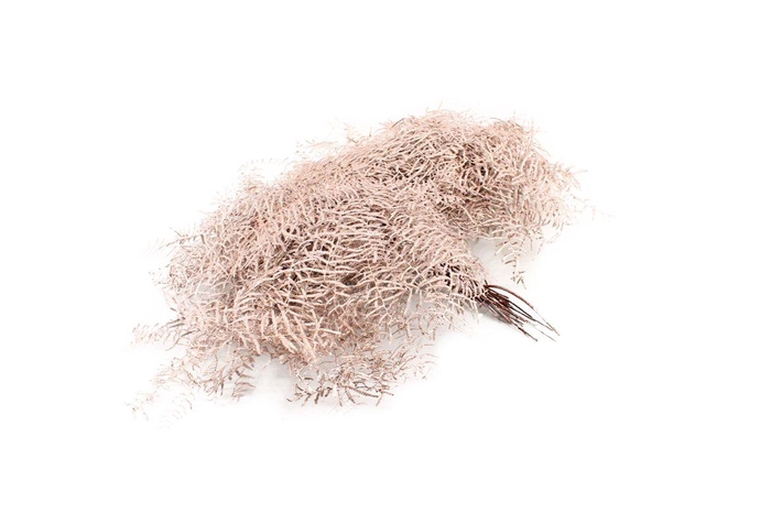 <h4>Koraalvaren Champagne</h4>