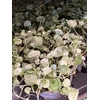 Dichondra arg. Silver Falls