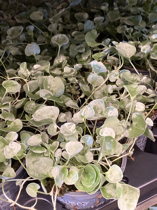 Dichondra arg. Silver Falls