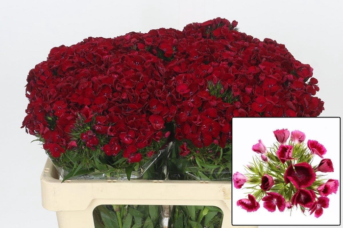 <h4>DI BARB ALDO AMALFI</h4>