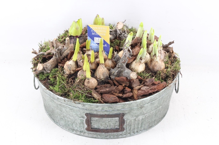 <h4>arr4 Bollenmix MB - Zink green XL</h4>