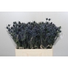 Eryngium Blue Dynamite