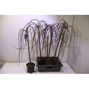 Salix Cap Kilmarnock