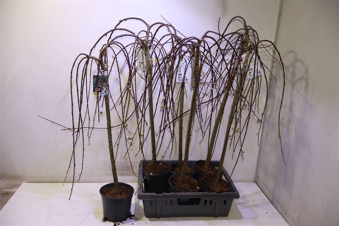 <h4>Salix Cap Kilmarnock</h4>