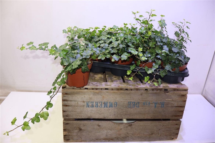 <h4>arr8 Hed He Wonder</h4>