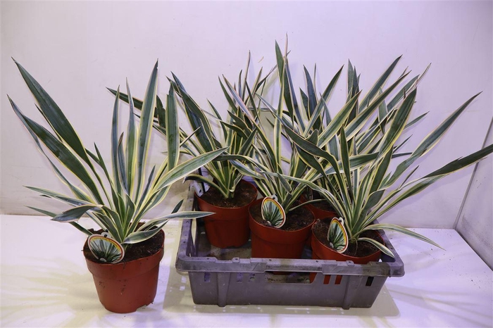 <h4>Yucca Glor Variegata</h4>
