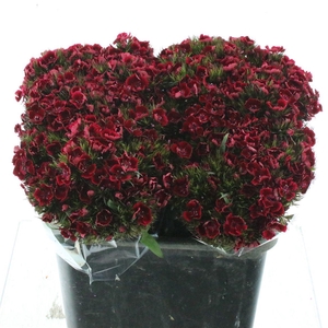 Di Barb Kiwi Dark Red