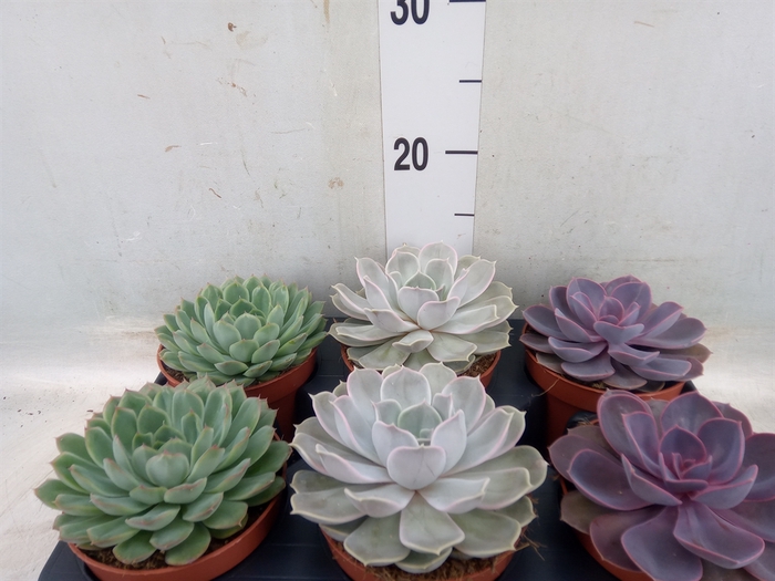 <h4>Echeveria   ...mix</h4>