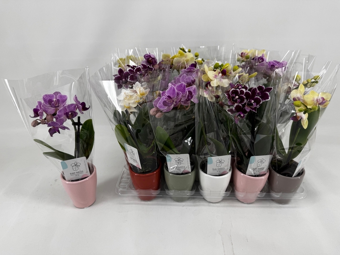 <h4>PHAL MINI</h4>