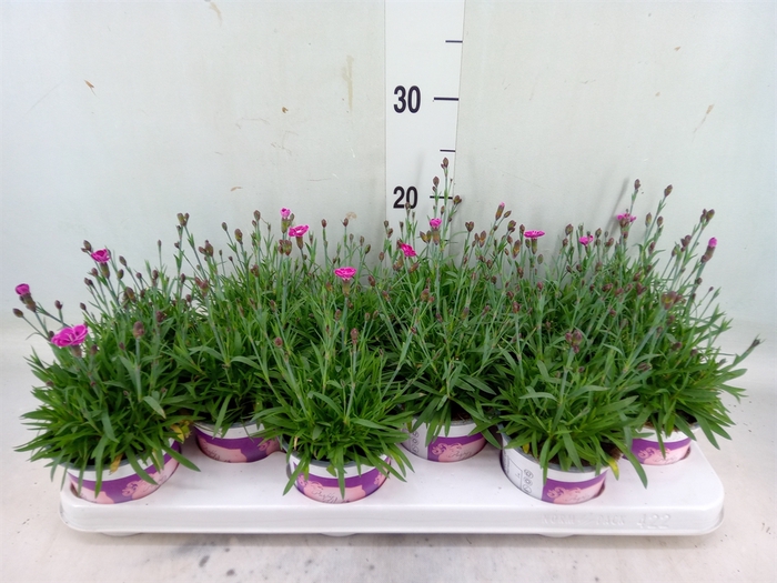 <h4>Dianthus  'Diantica Purple Wedding'</h4>