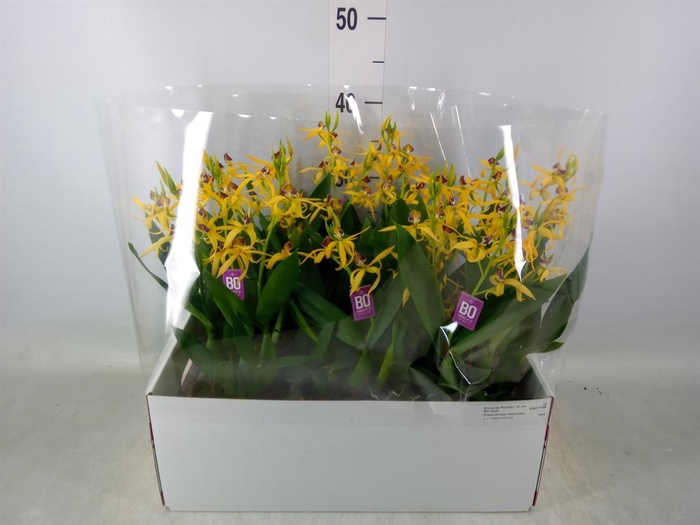 <h4>Orchideeen   ...</h4>