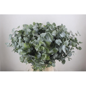 Euca Cinerea 300gr Jong P Bunch