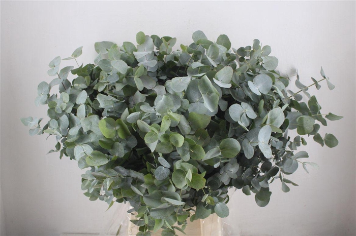 <h4>Euca Cinerea 300gr Jong P Bunch</h4>