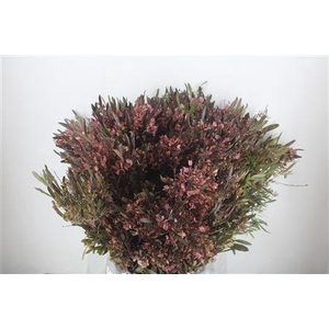 DODONAEA VISCOSA P BUNCH
