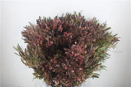 <h4>DODONAEA VISCOSA P BUNCH</h4>