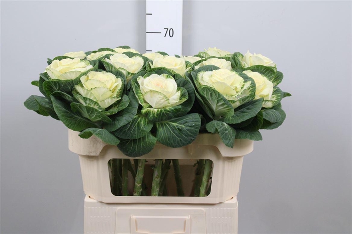 <h4>Brass White Crane</h4>