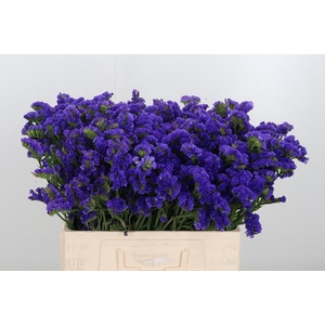 Limonium Crystal Dark Blue