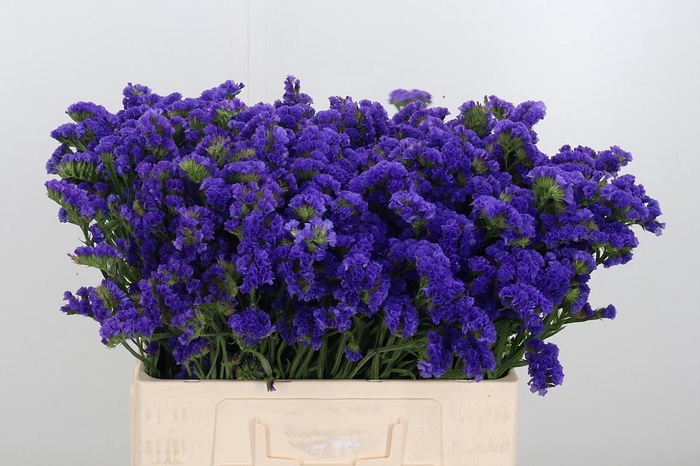 <h4>Limonium Crystal Dark Blue</h4>