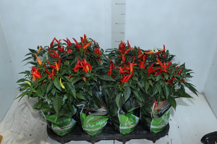 <h4>PIMENTA DEDO DE MOCA P14</h4>
