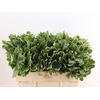 Pittosporum Ilan