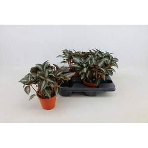 PILEA SPR SILV TREE