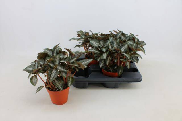 <h4>PILEA SPR SILV TREE</h4>