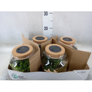 Arr.   Kamerplant Groen H%