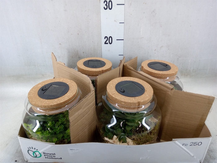 <h4>Arr.   Kamerplant Groen H%</h4>